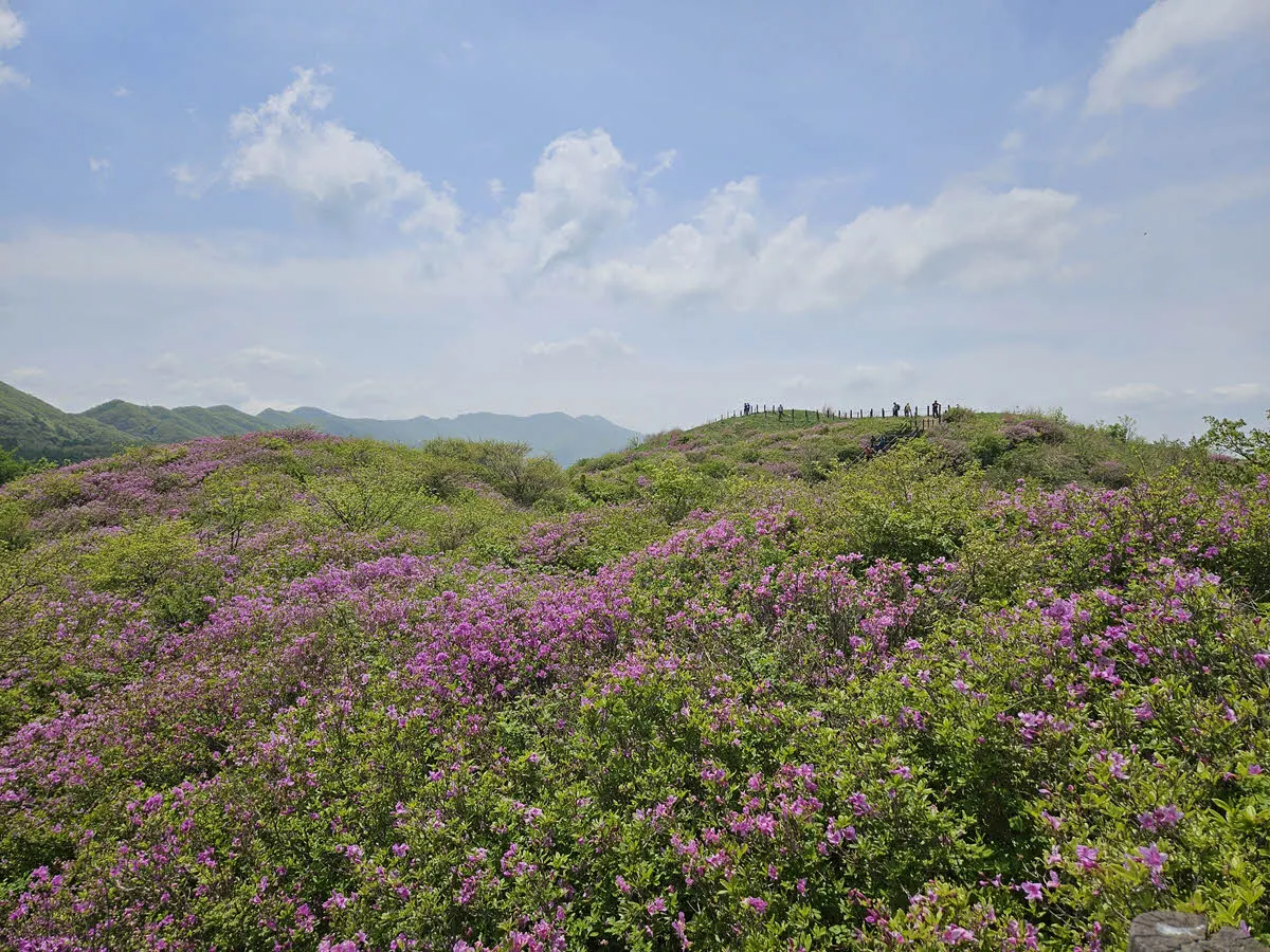 바래봉 철쭉 풍경