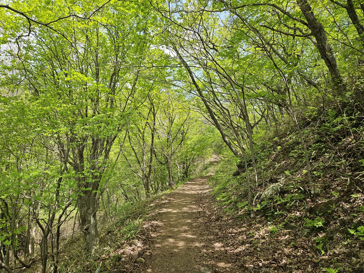 팔랑치에서 바래봉 가는 길