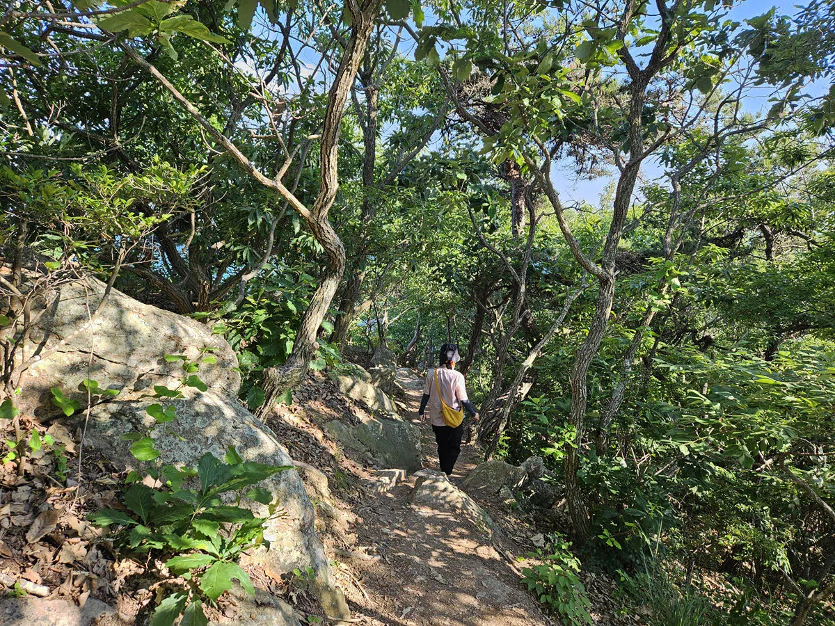 고하도 능선을 걸어 고하도 전망대로 돌아가는 길
