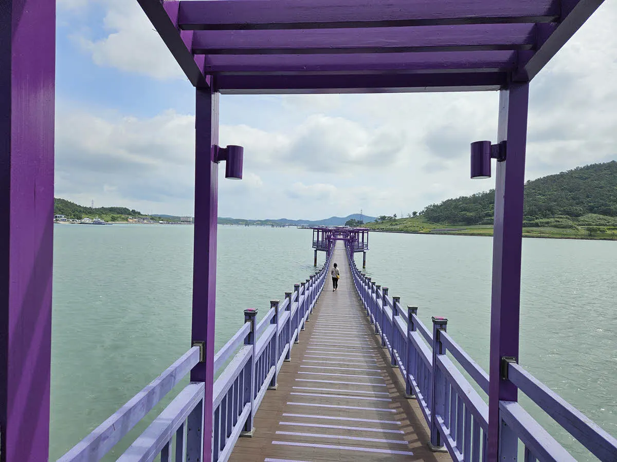 박지도로 가는 퍼플교