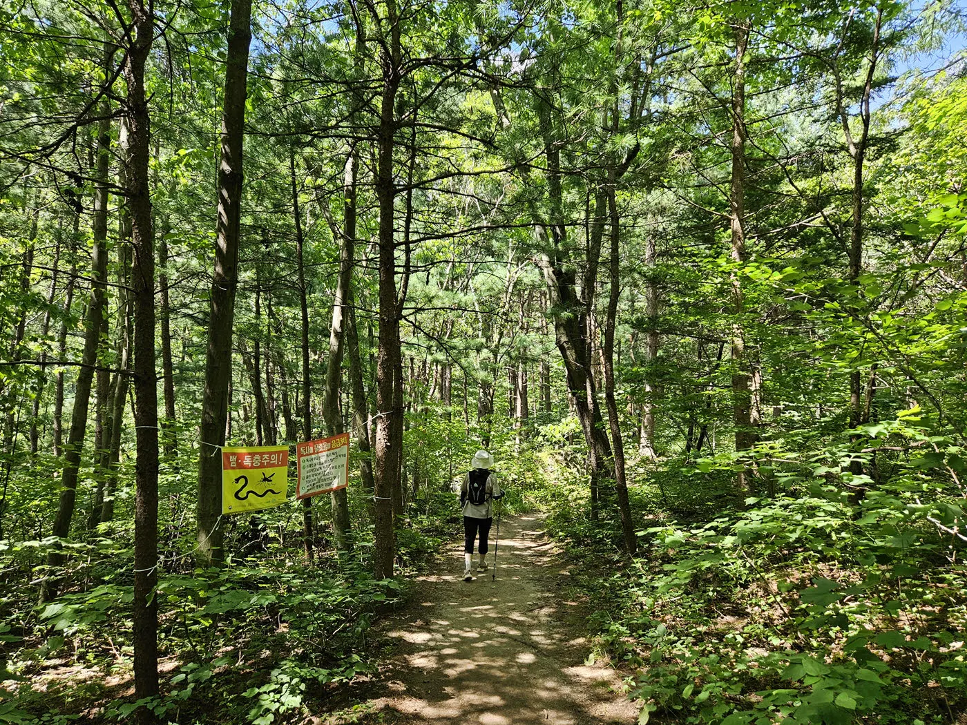 대관령소나무숲길의 시작구간
