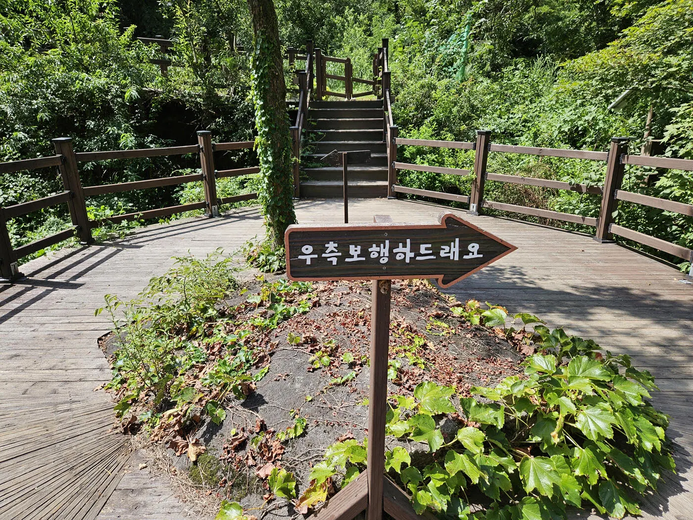 솔숲교 안내판 - 우측보행하드래요.