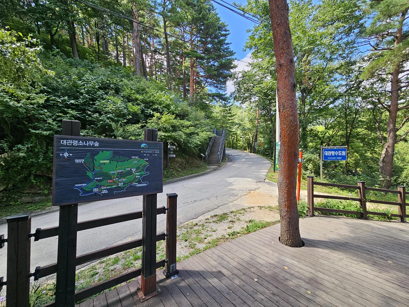 대관령소나무숲길-솔숲교