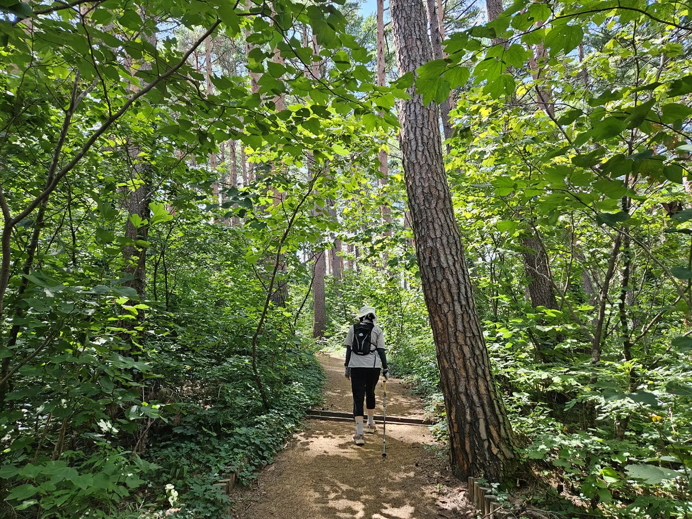대관령소나무숲길-솔고개 입구