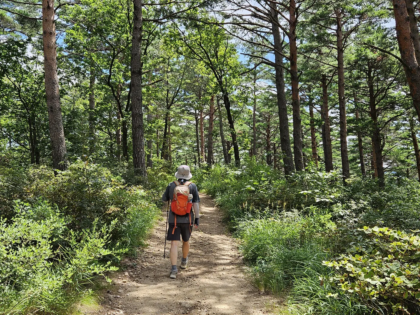 대관령소나무숲 풍욕대 가는길