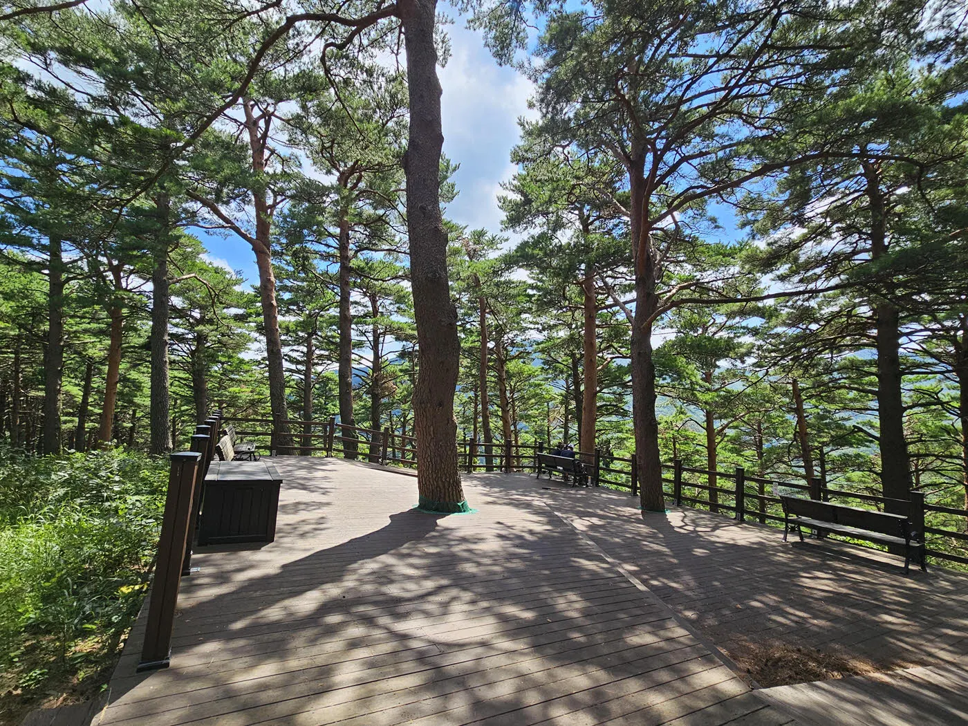 대관령소나무숲 - 풍욕대