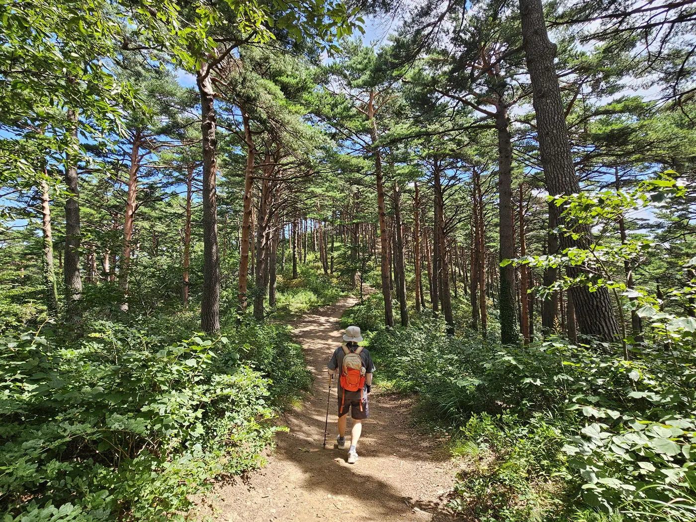 풍욕대에서 대통령쉼터 가는 길