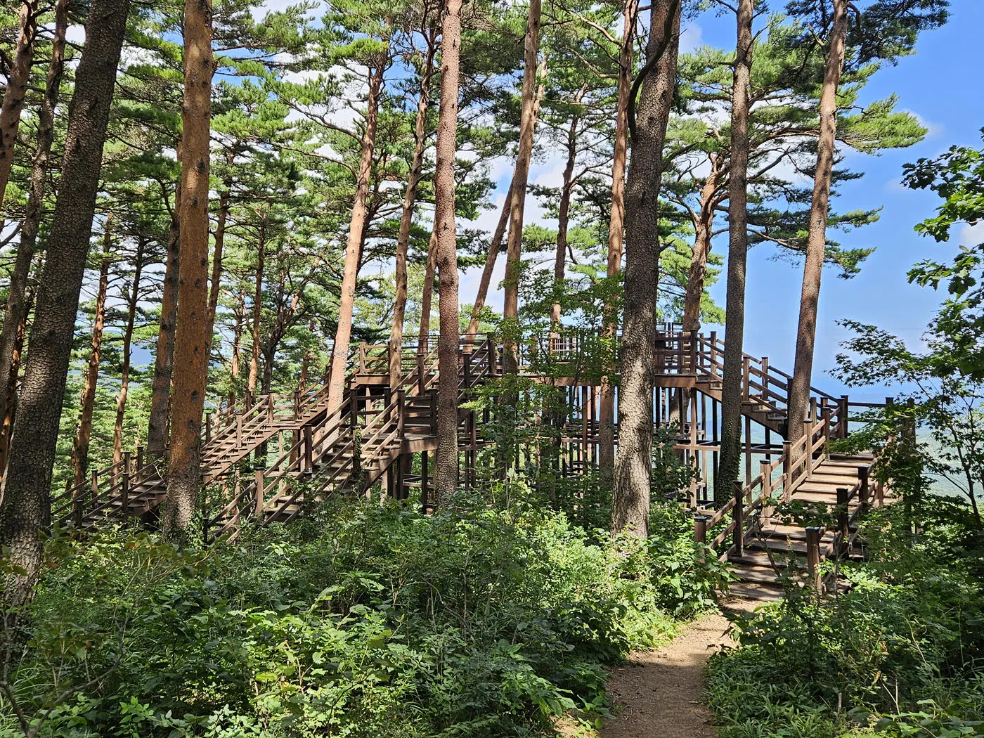 대관령소나무숲 전망대