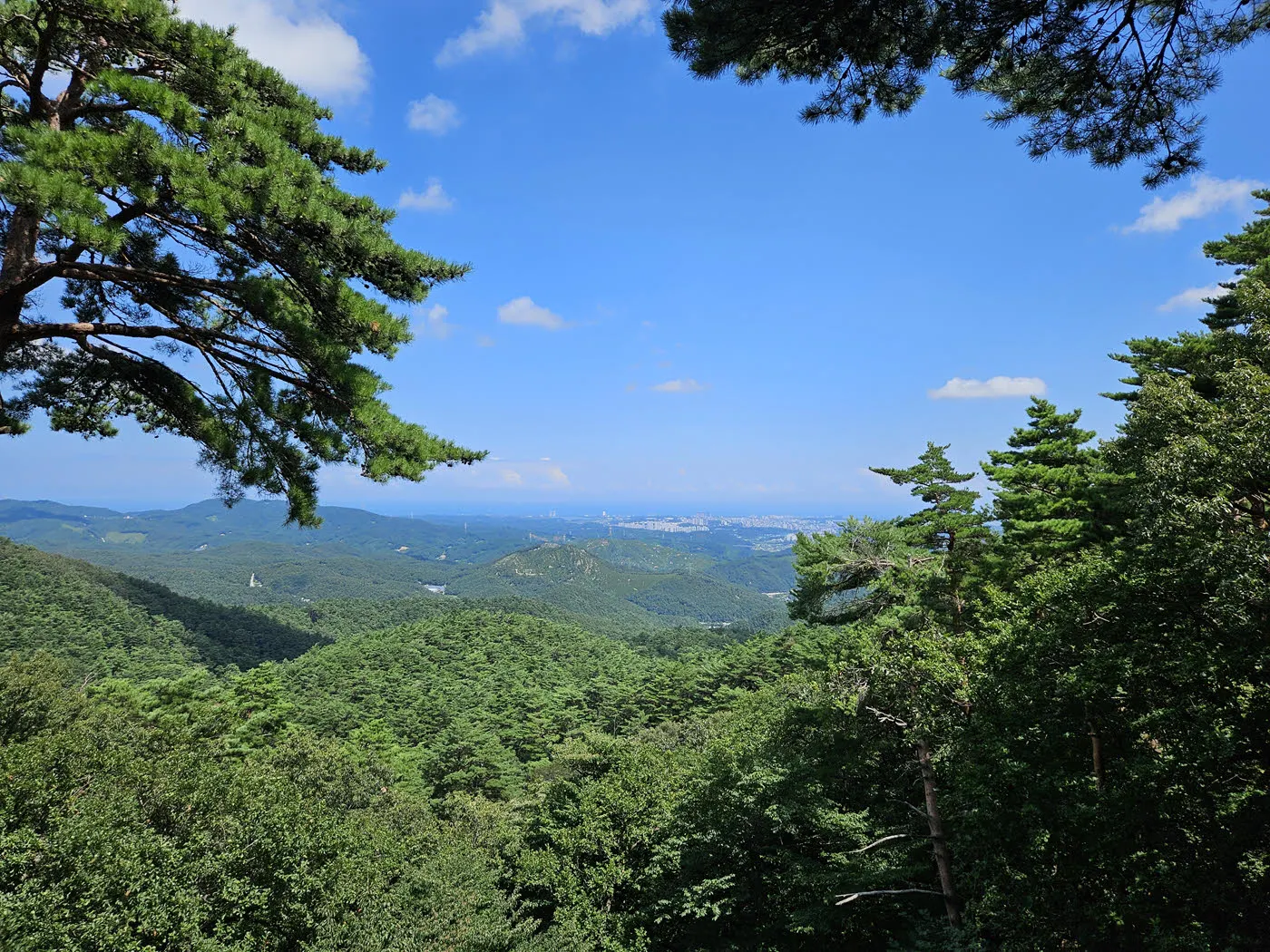 대관령소나무숲 전망대에서 바라본 강릉 동해바다