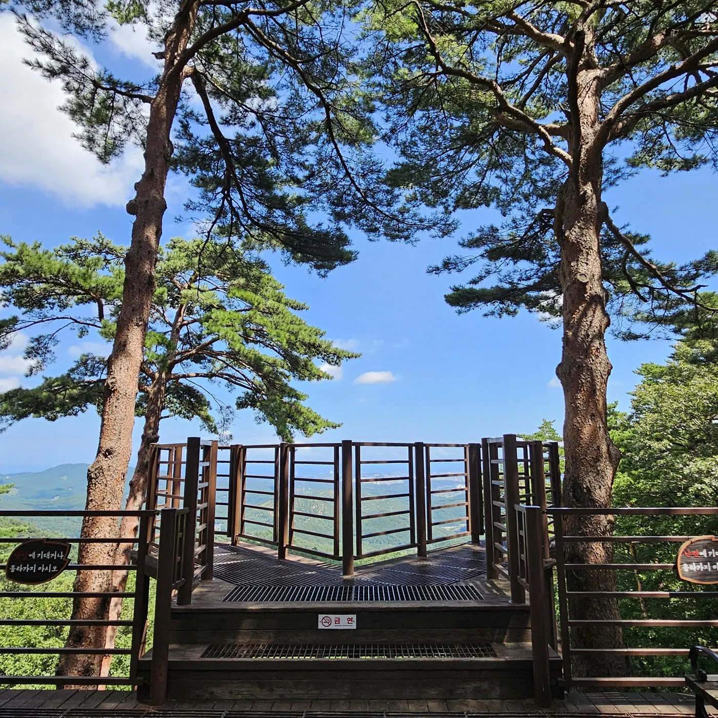 대관령소나무숲 - 전망대