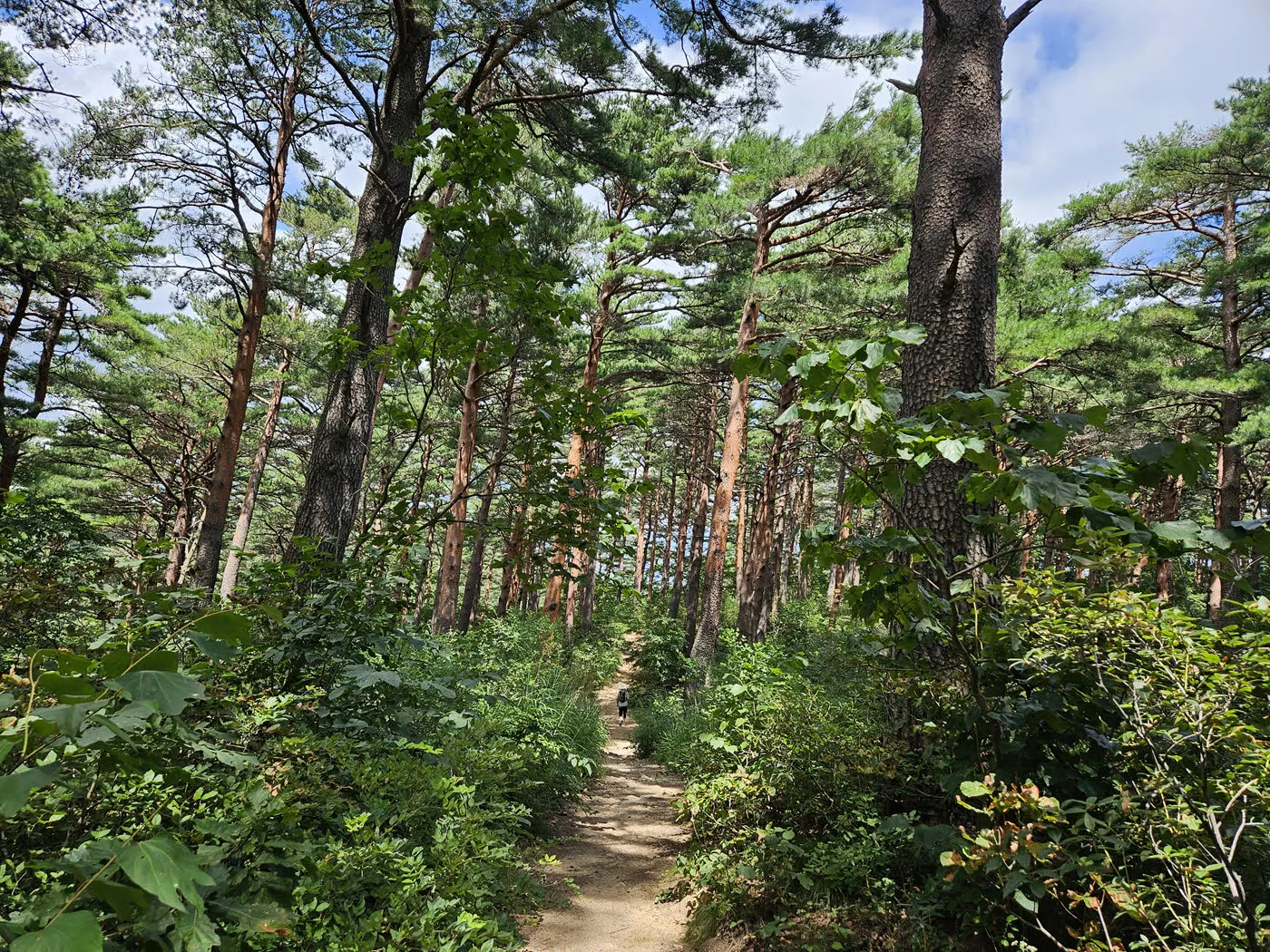 대관령소나무숲길