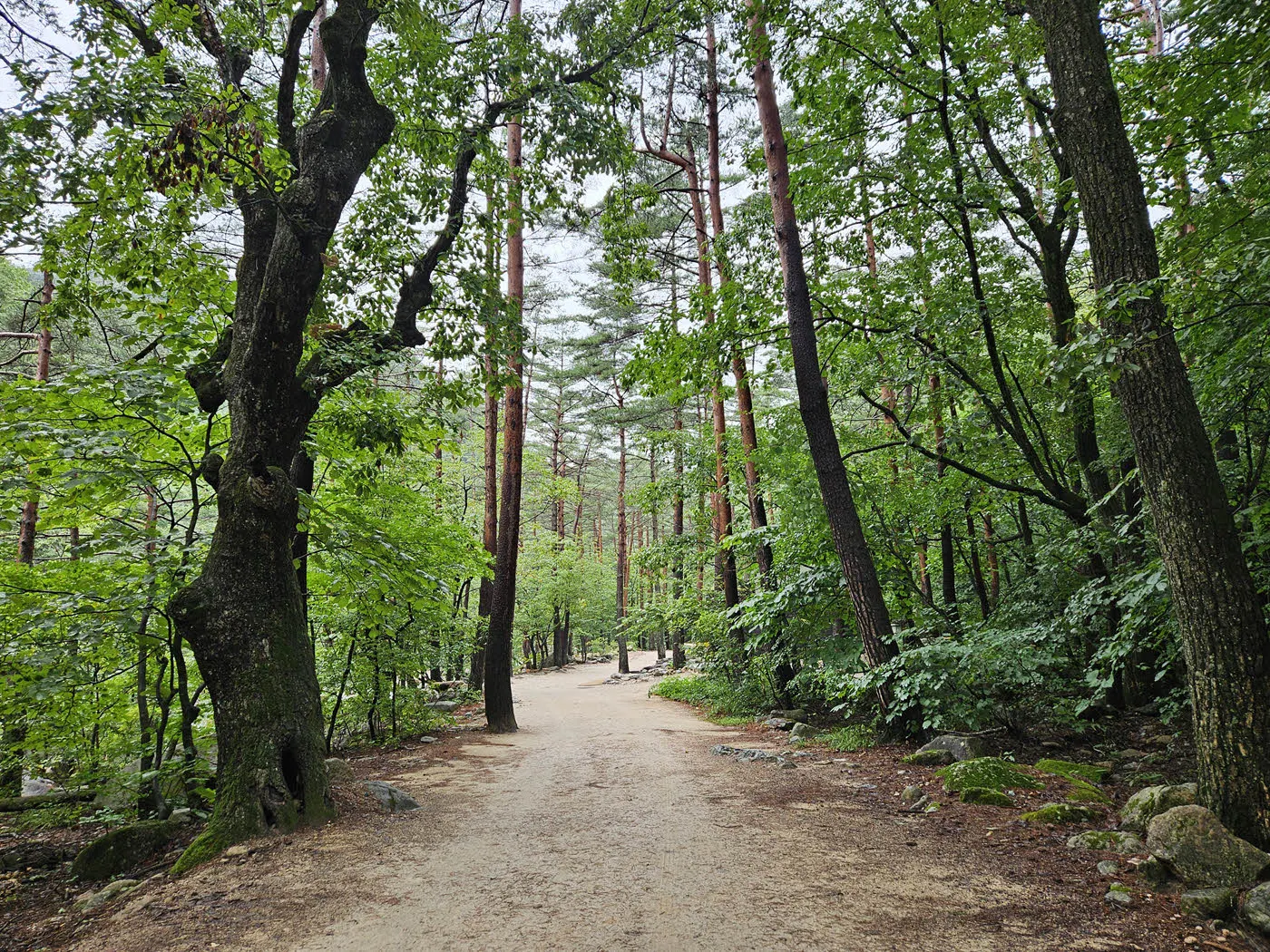 와선대 계곡 무장애 탐방로