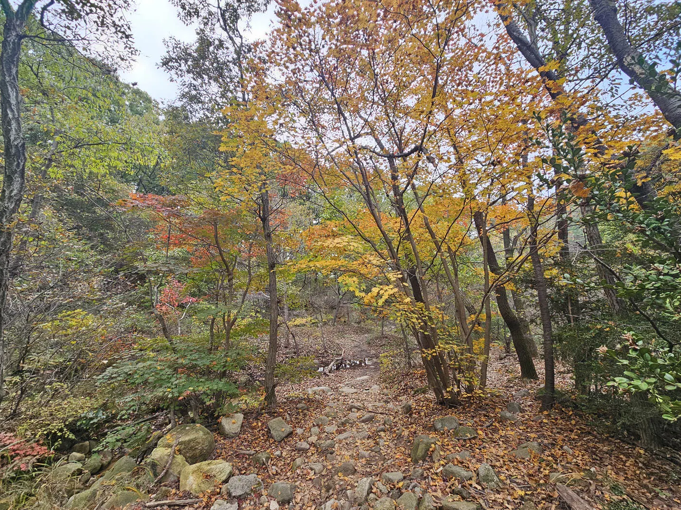 망월암 삼거리에서 관악수목원 후문(소공원) 가는 길