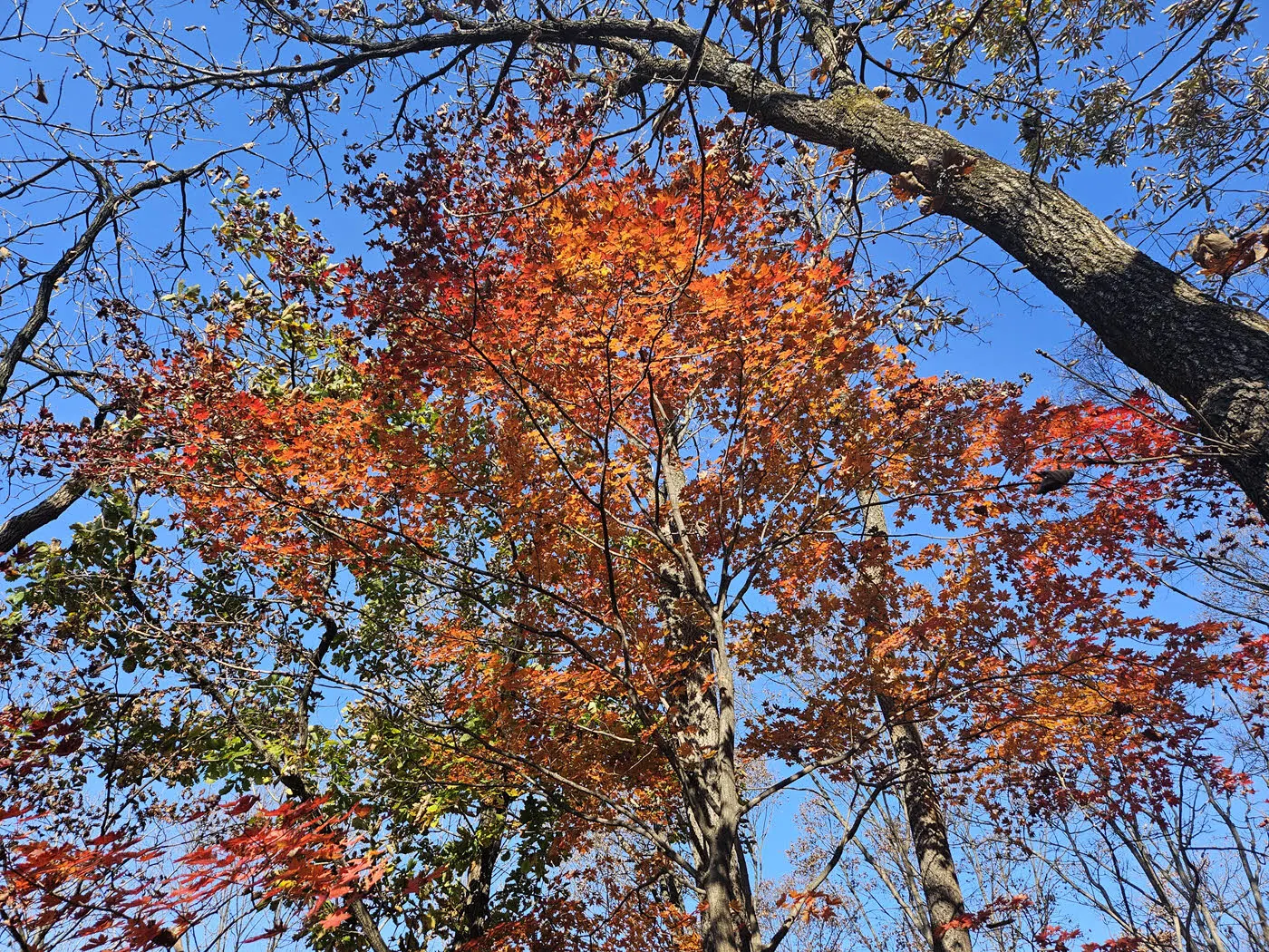 소요산의 단풍 2024