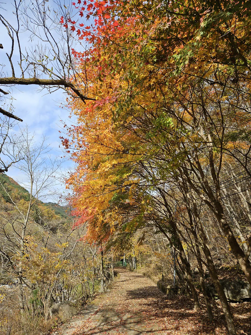 지리산 뱀사골 캠핑장 입구의 단풍