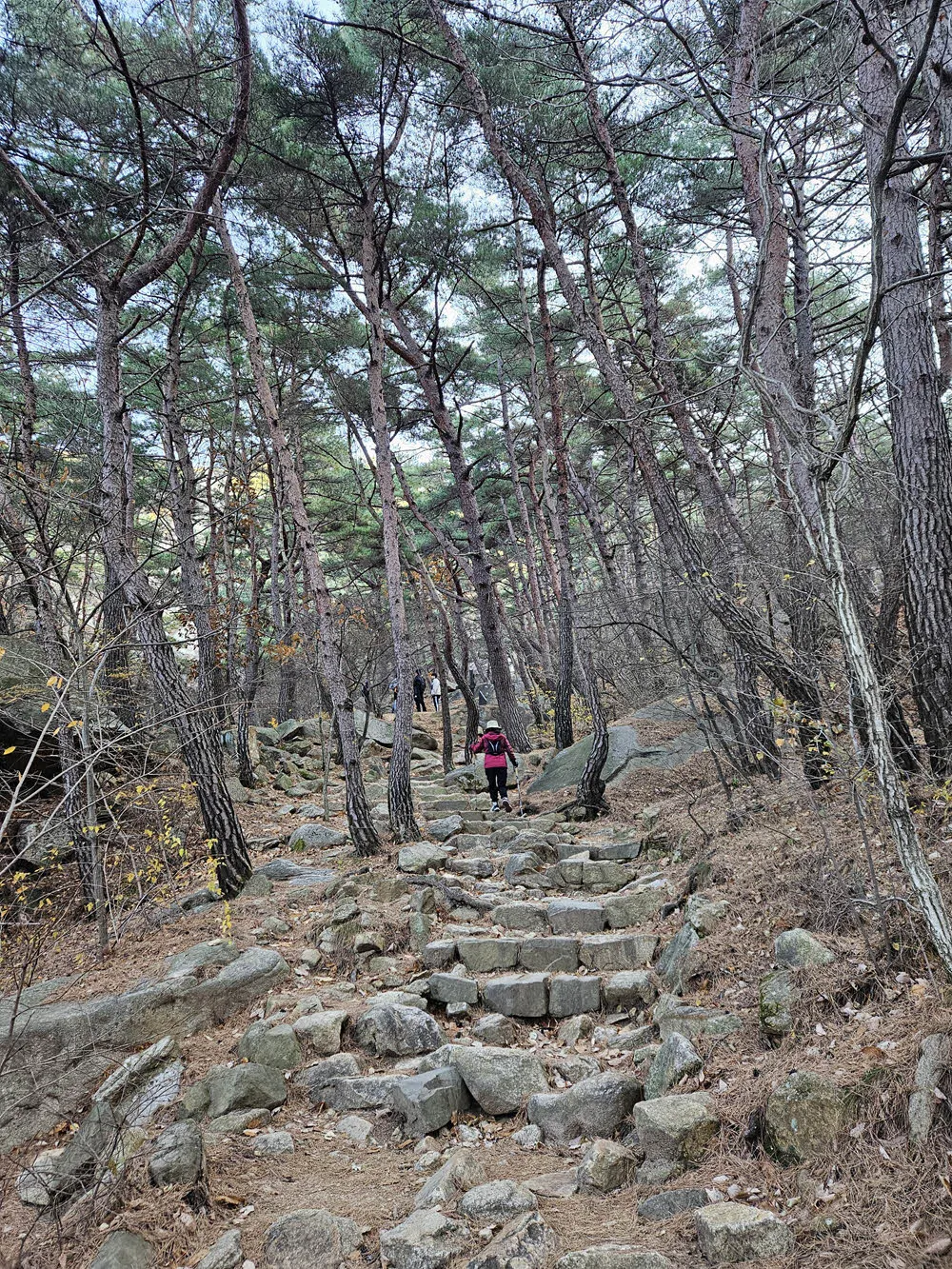 점점 가파라지는 경주 남산