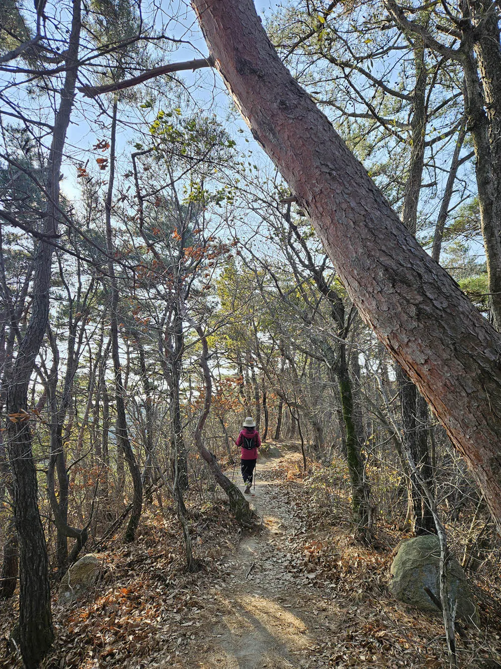 남산 정상 금오봉 바로 앞의 걷기좋은 능선길 
