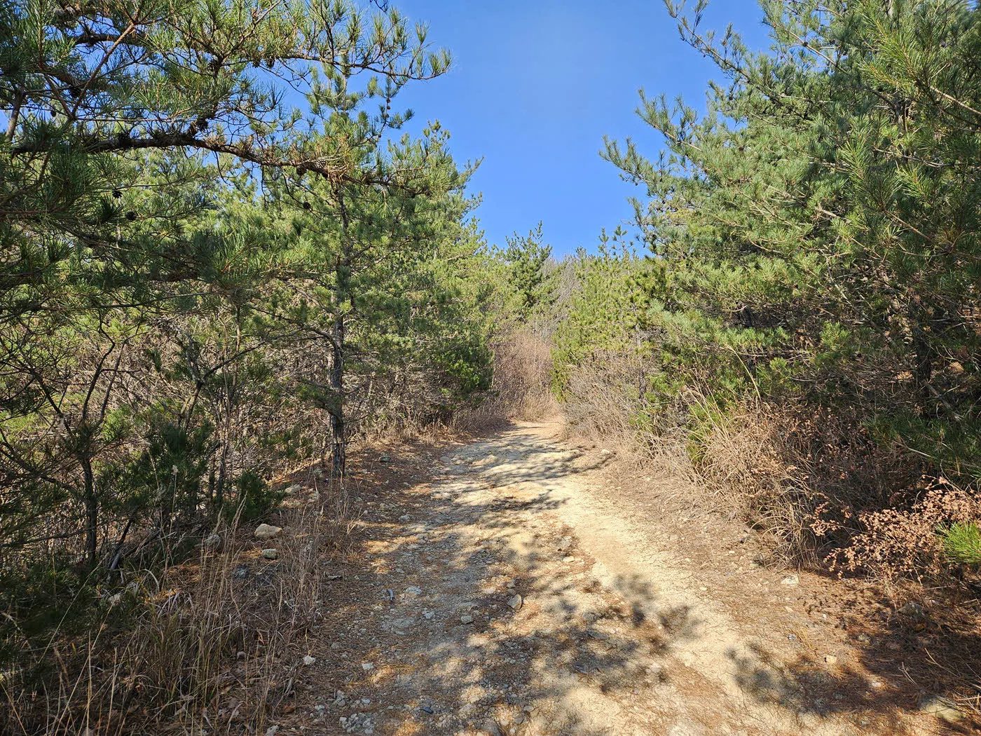 경주 남산 임도