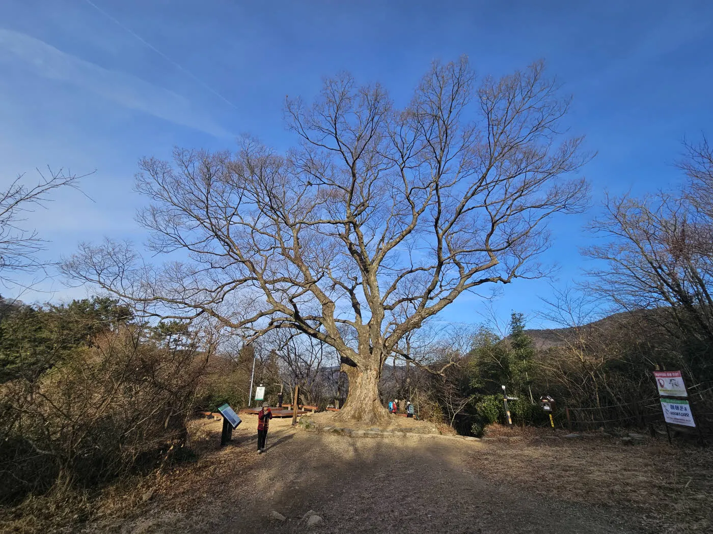 무등산 당산나무