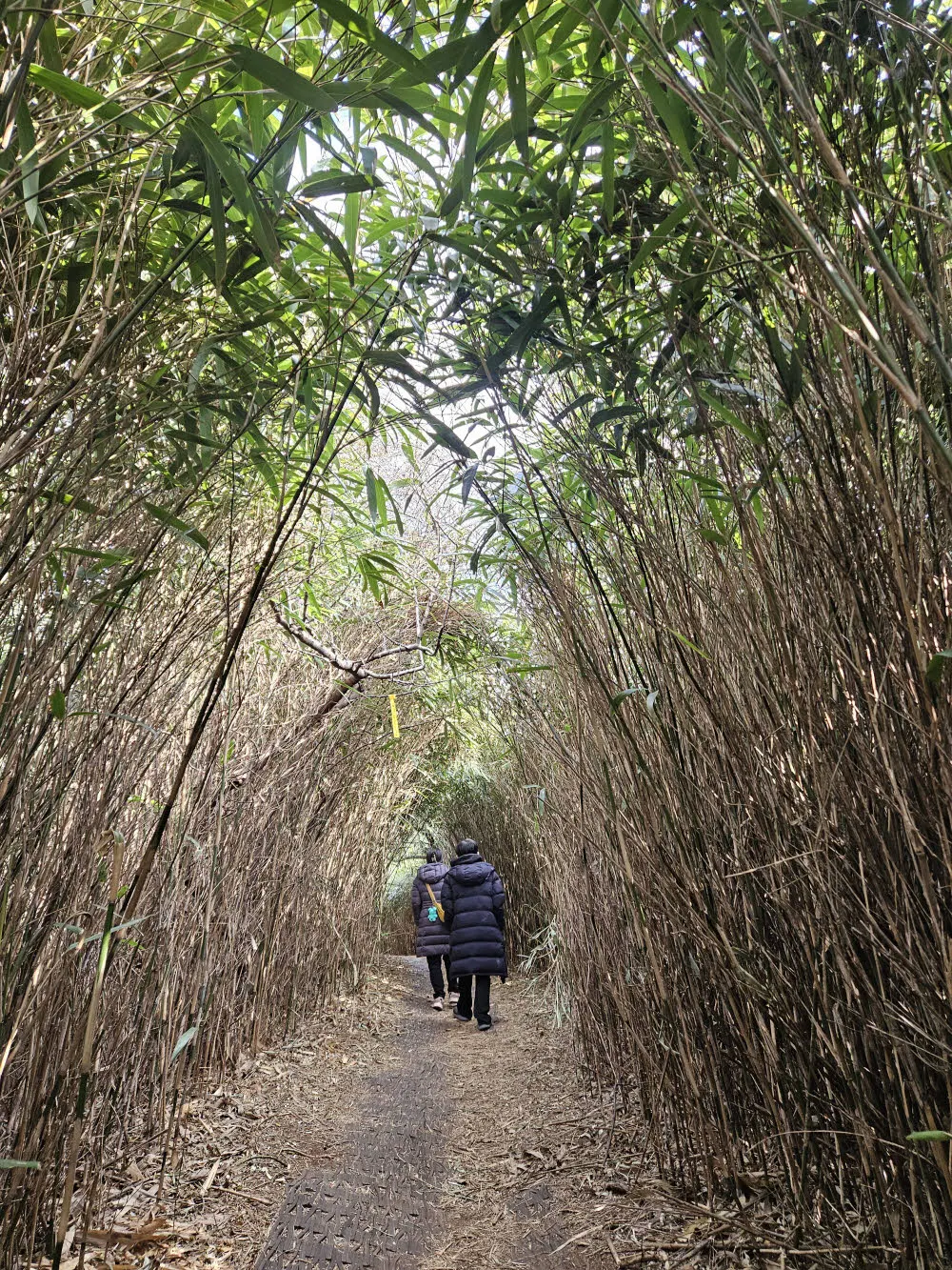 짧은 대나무 숲길