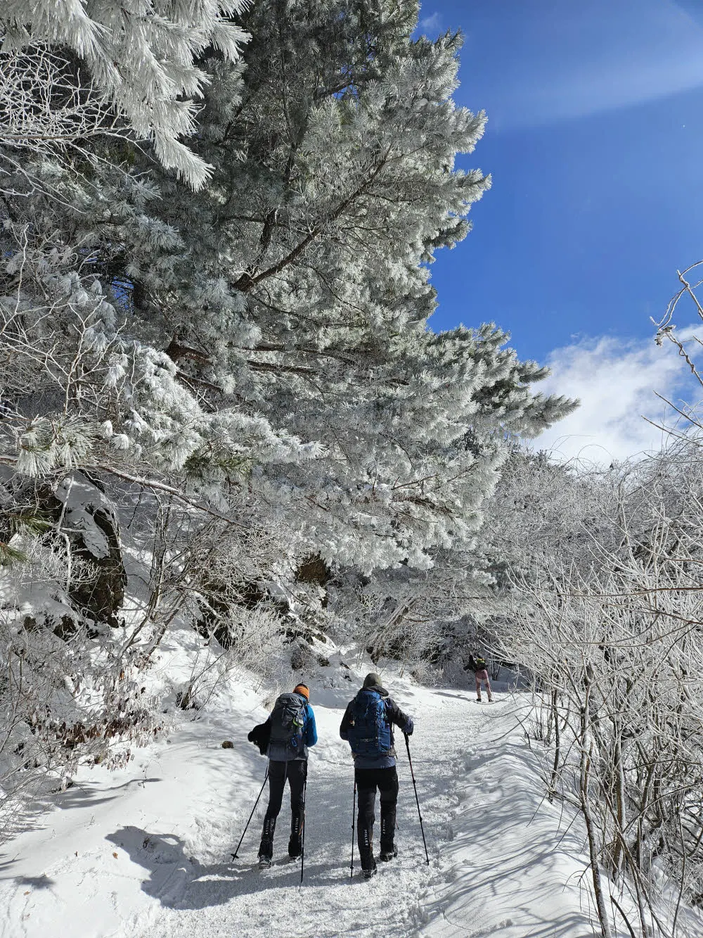 너무도 아름다운 바래봉 눈꽃과 상고대