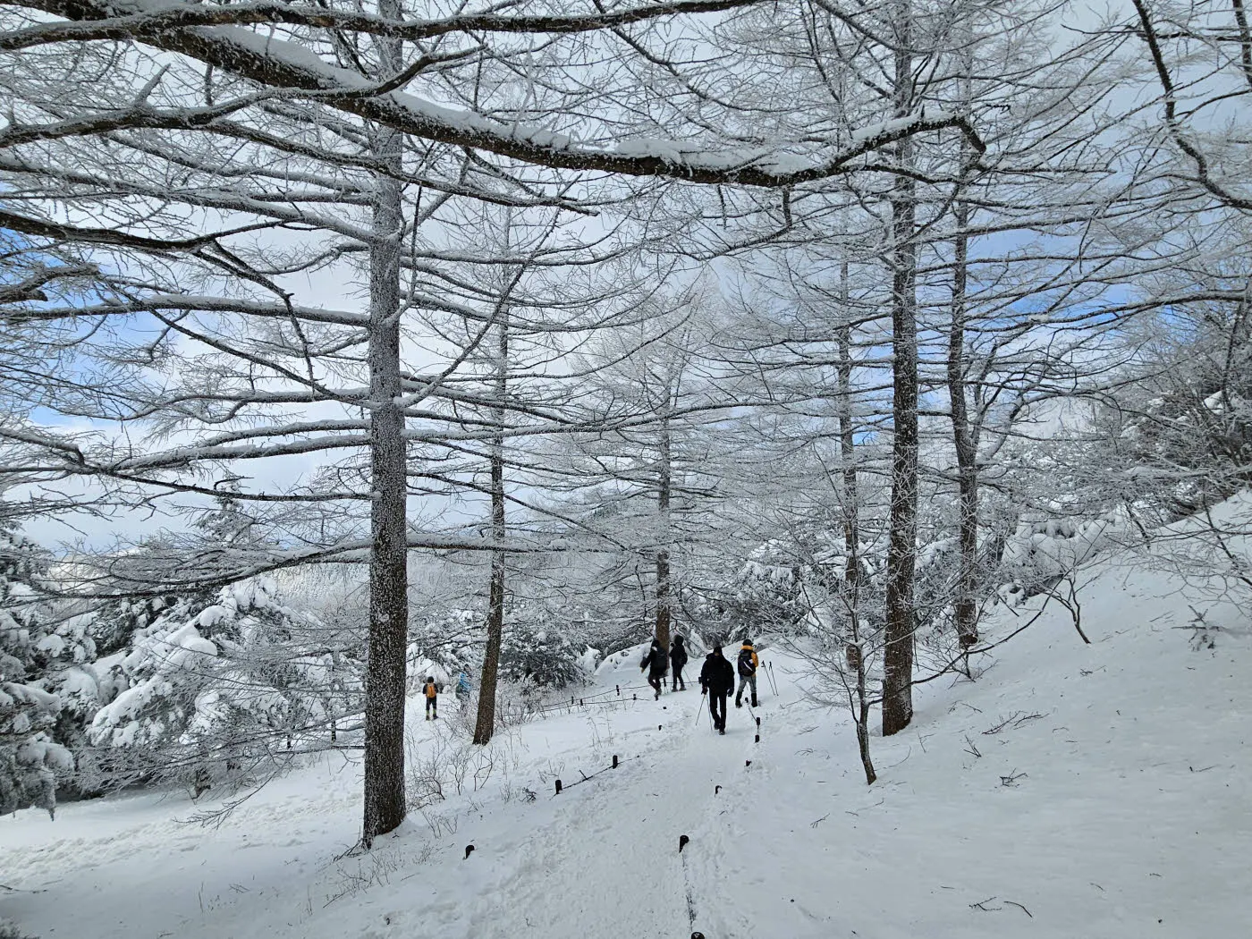 바래봉 정상부의 겨울 숲 풍경