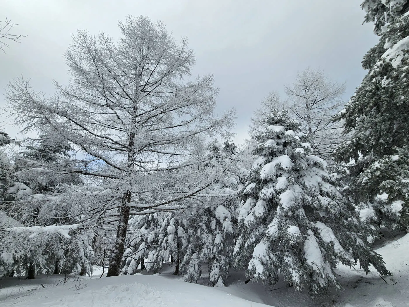 눈의 무게에 쳐진 나무가지