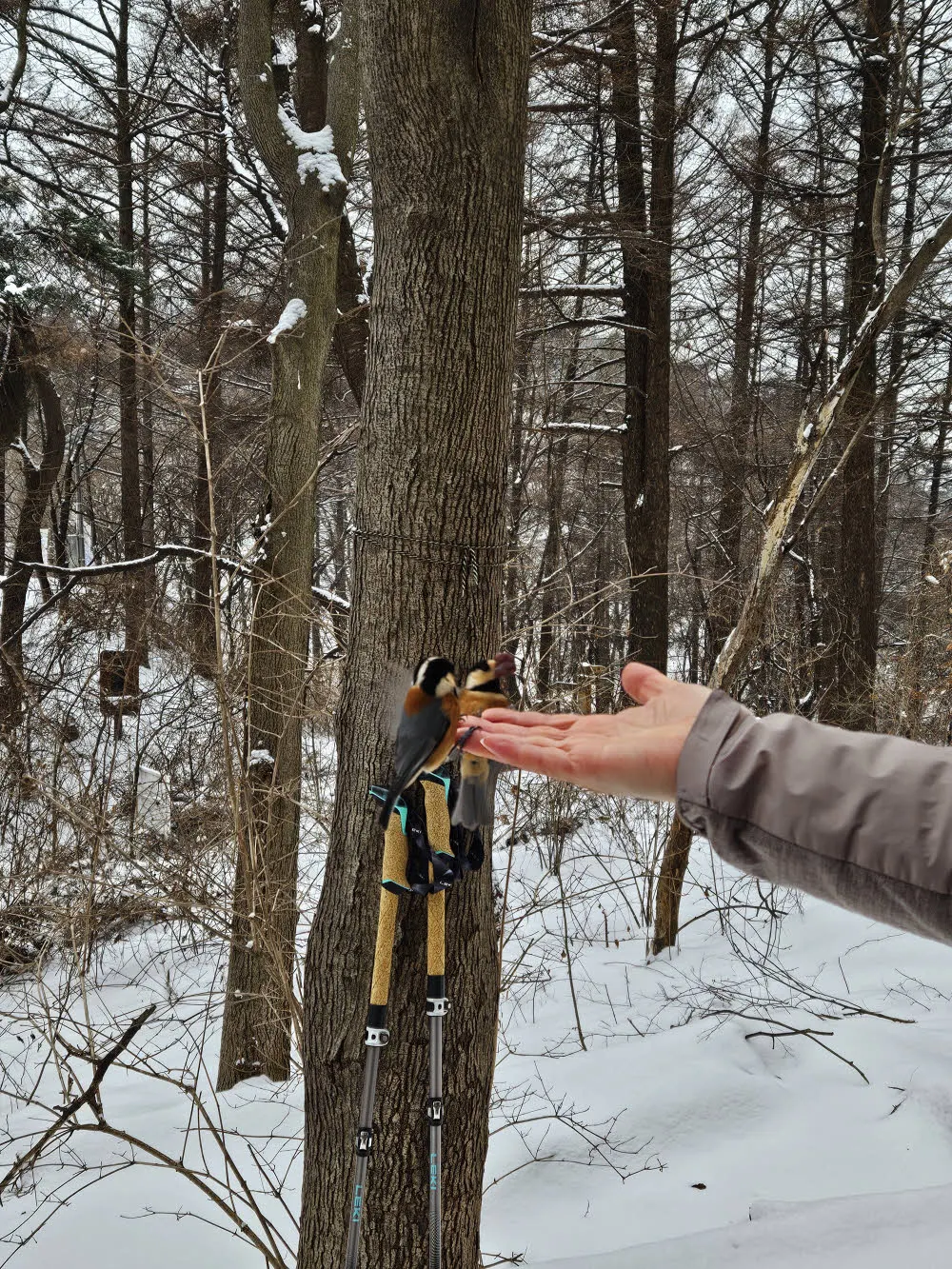 손에 앉아 먹이를 물어가는 곤줄박이