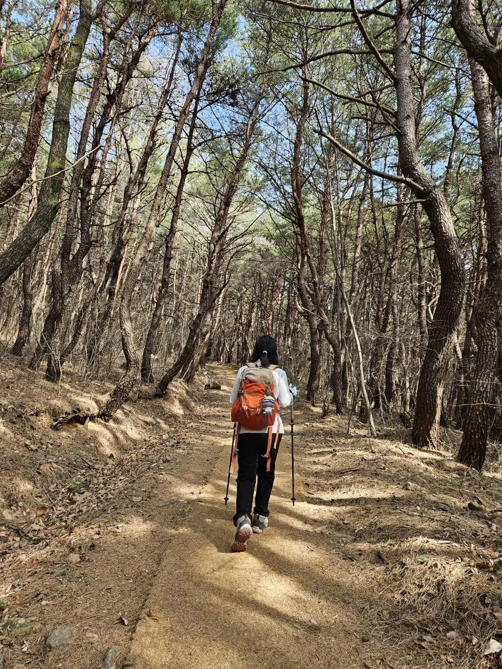 임도까지 이어지는 소나무 숲길