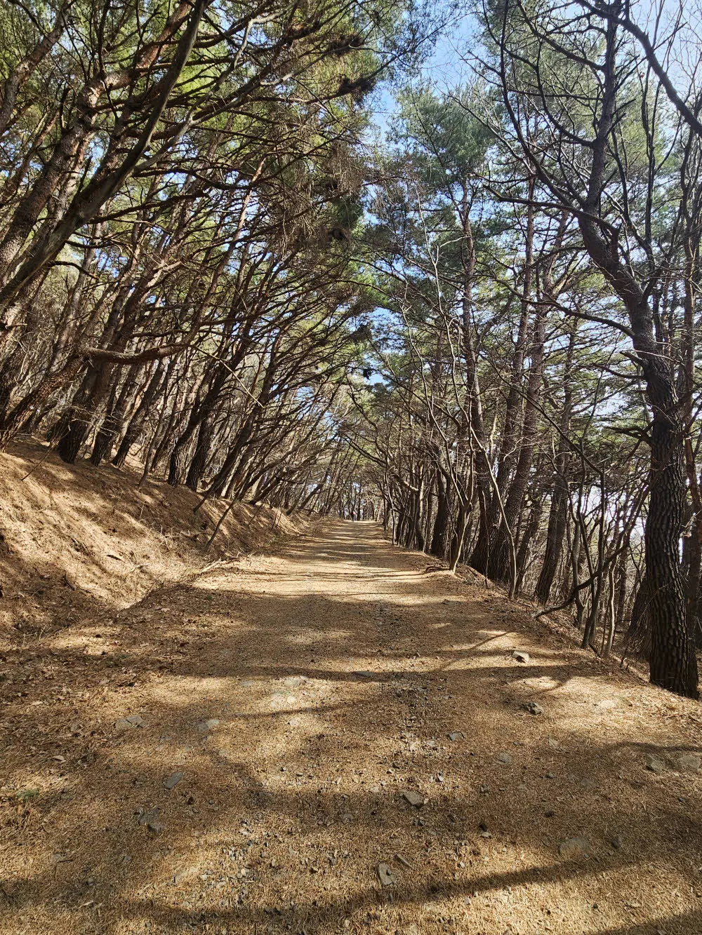 여축산 상부의 취서산장까지 이어지는 임도