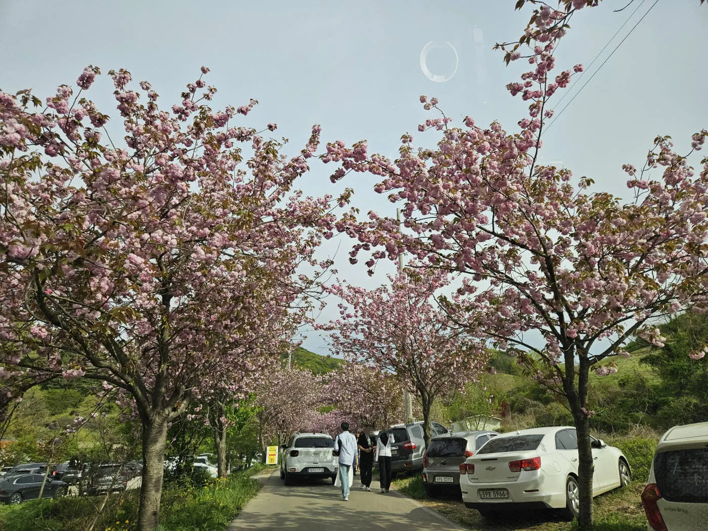 문수사 입구 진입로의 겹벚꽃 터널