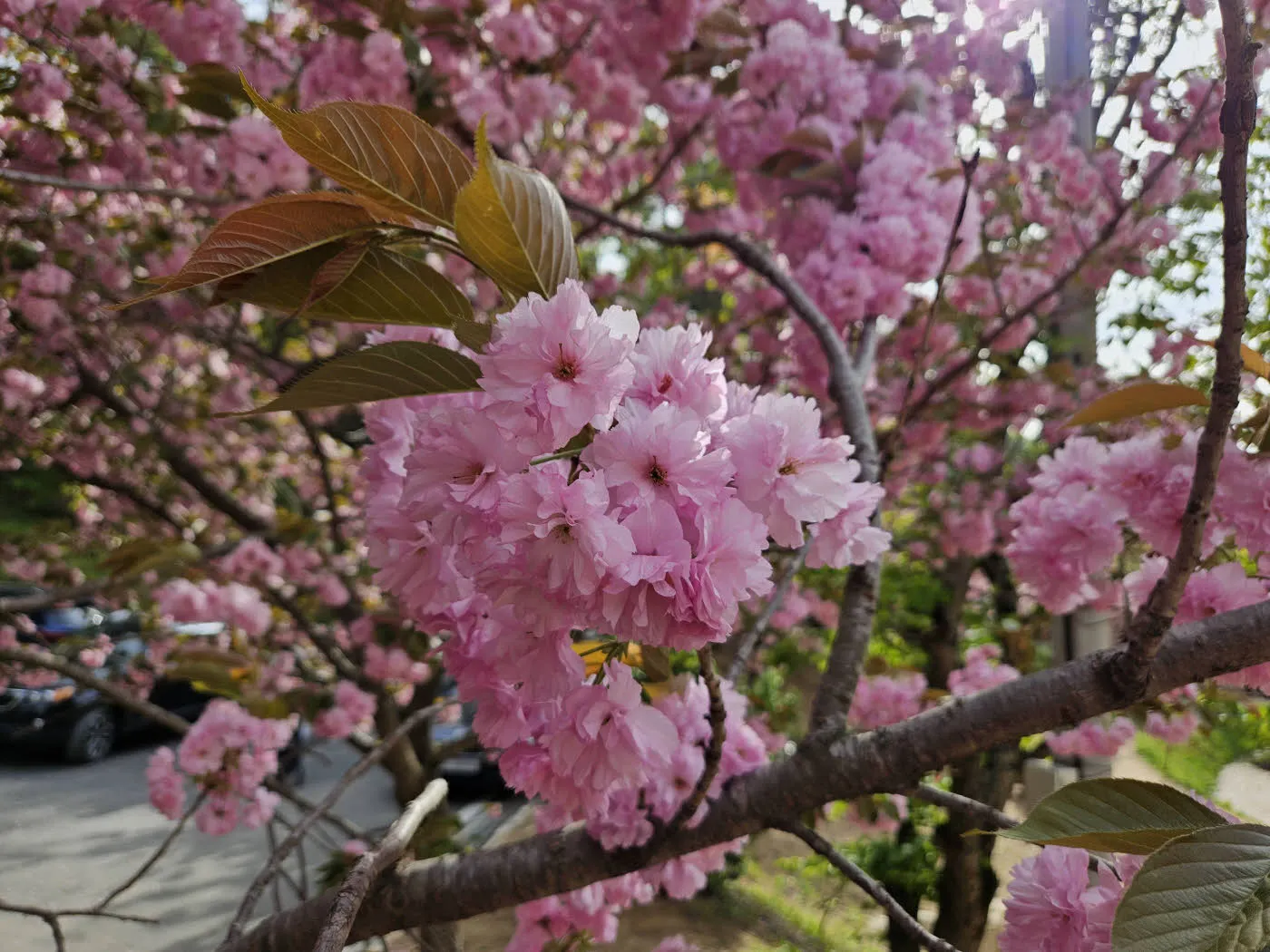 탐스런 겹벚꽃 뭉치