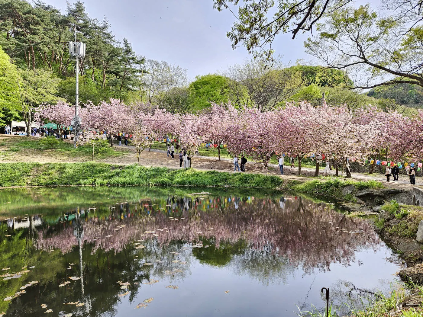 연못에 비친 겹벚꽃