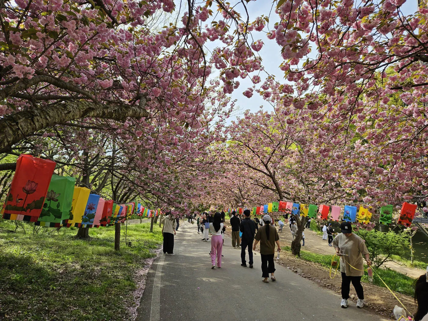 문수사 경내 겹벚꽃길