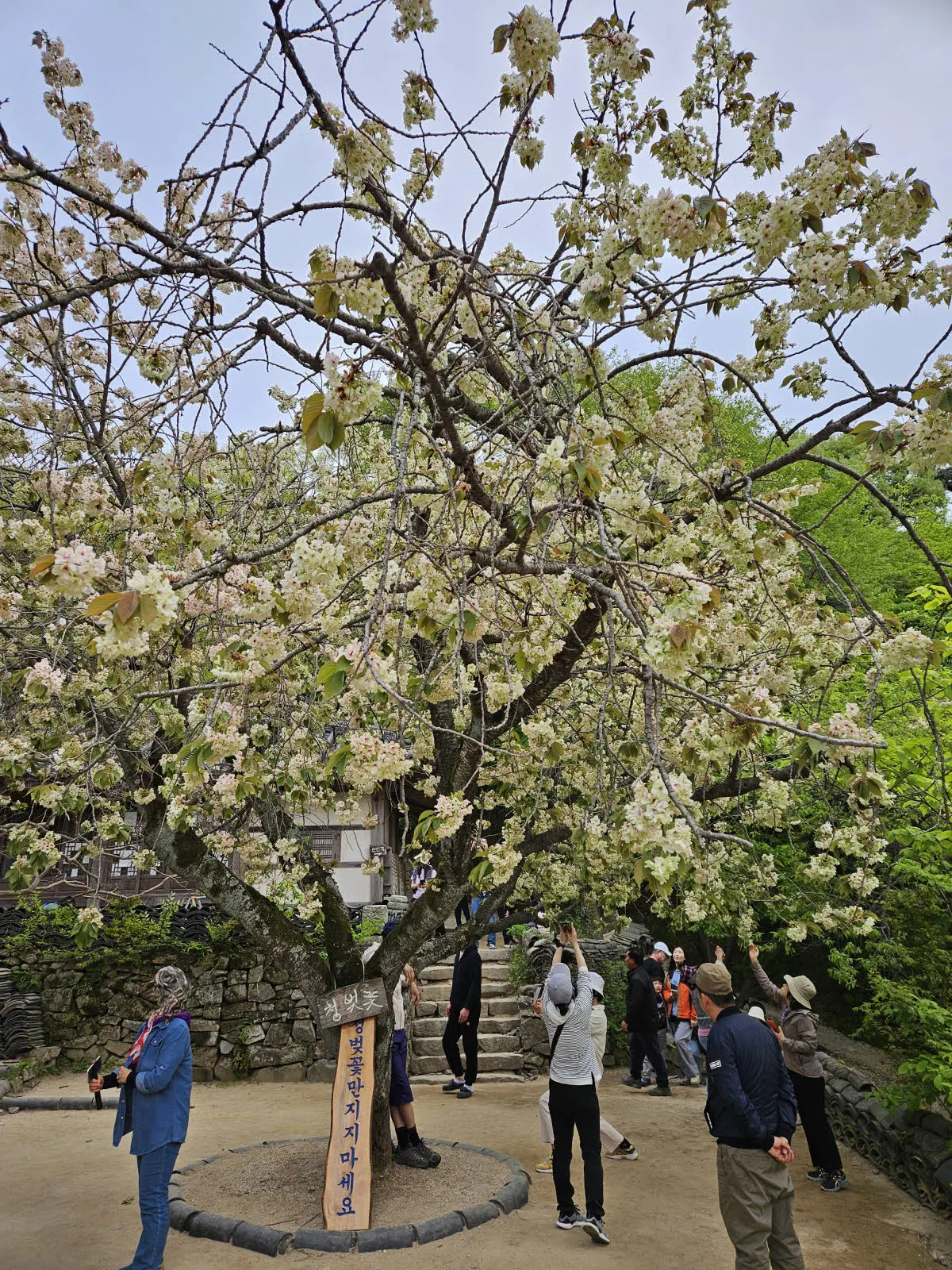 개심사 청벚꽃 나무
