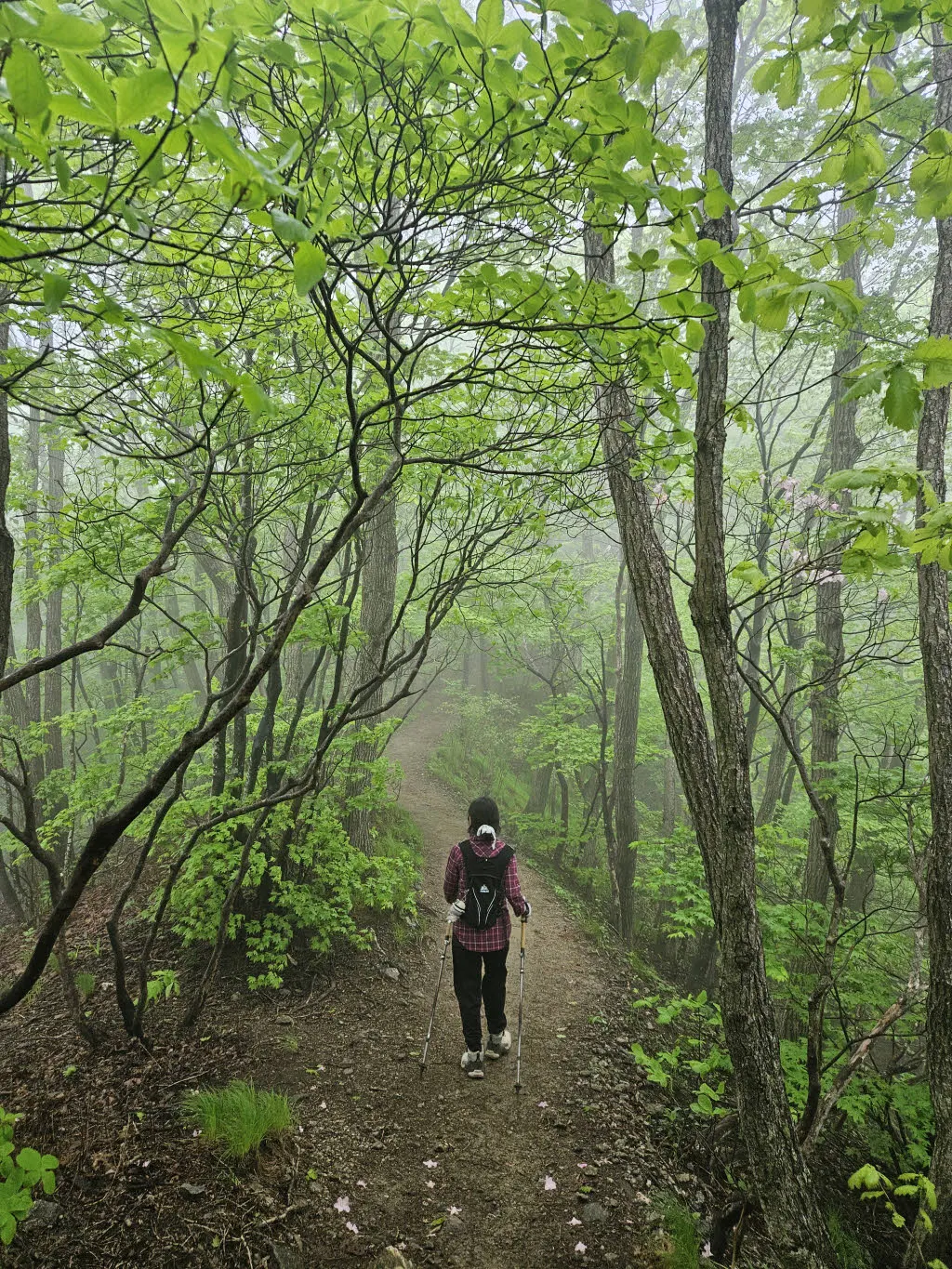 치악산 주능선의 완만한 등산로