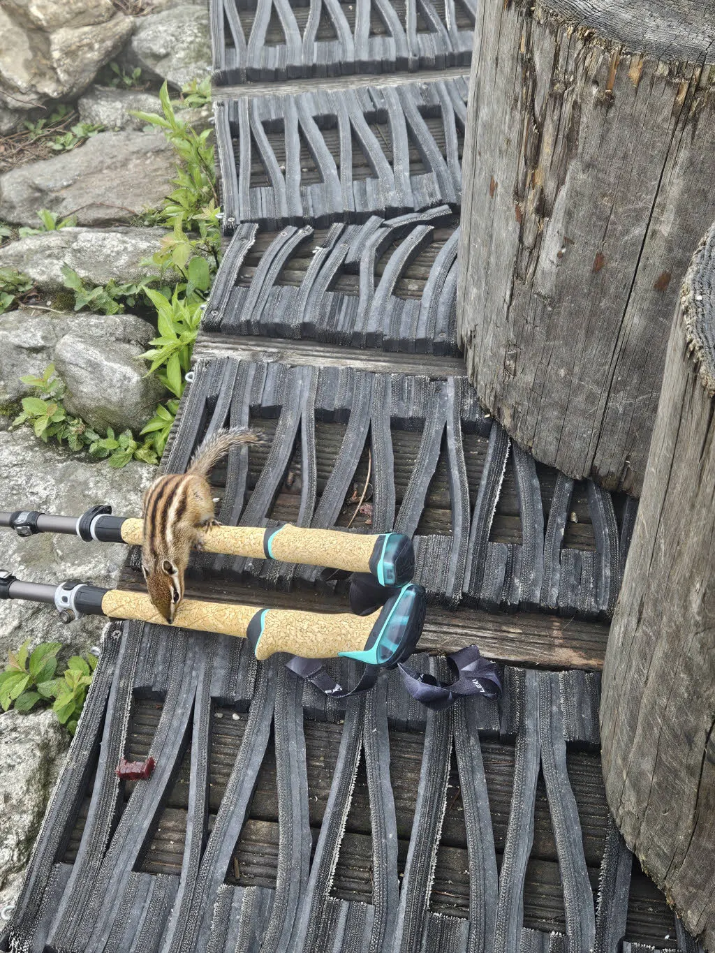 치악산 비로봉 다람쥐