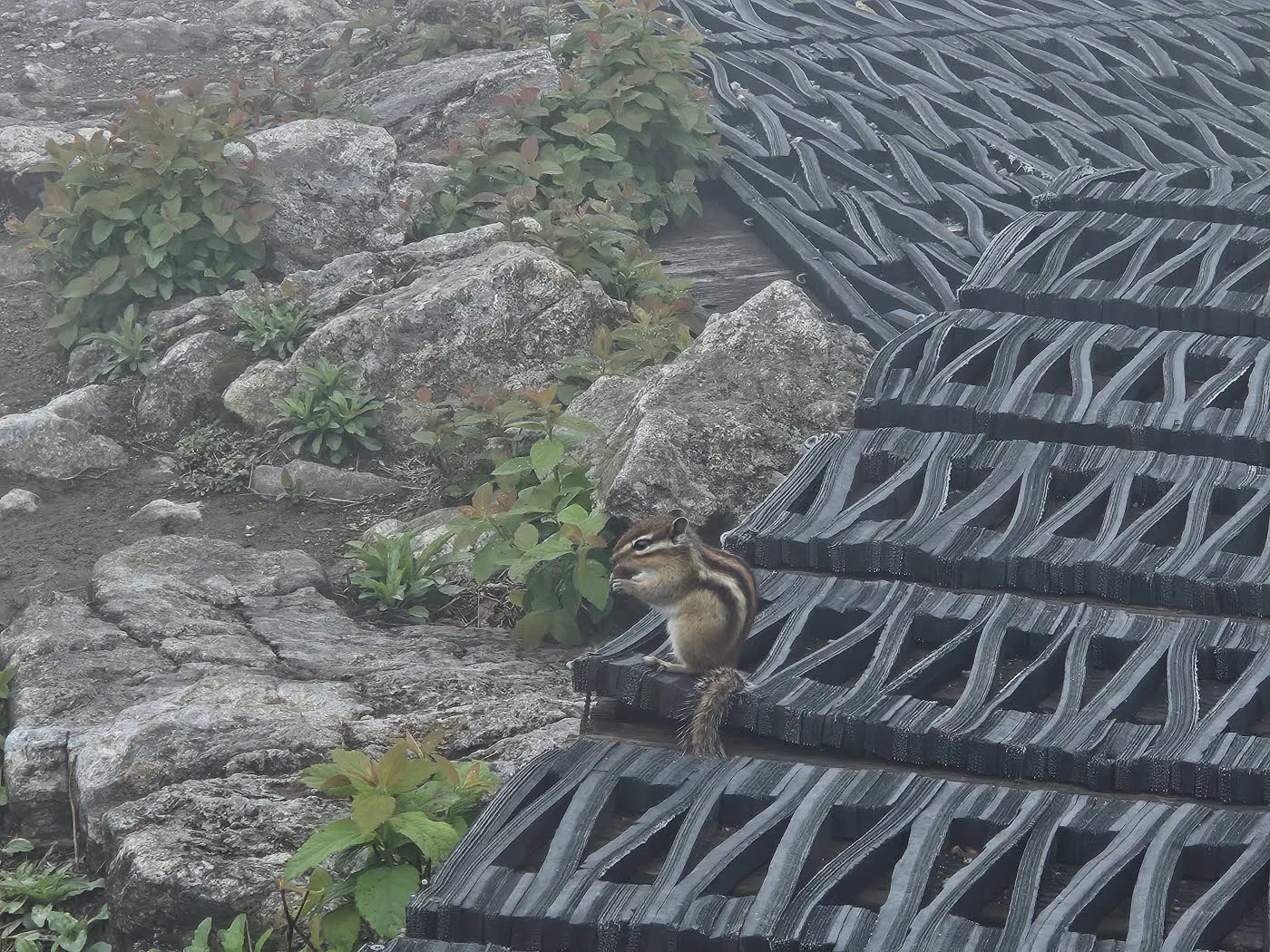 치악산 정상의 다람쥐