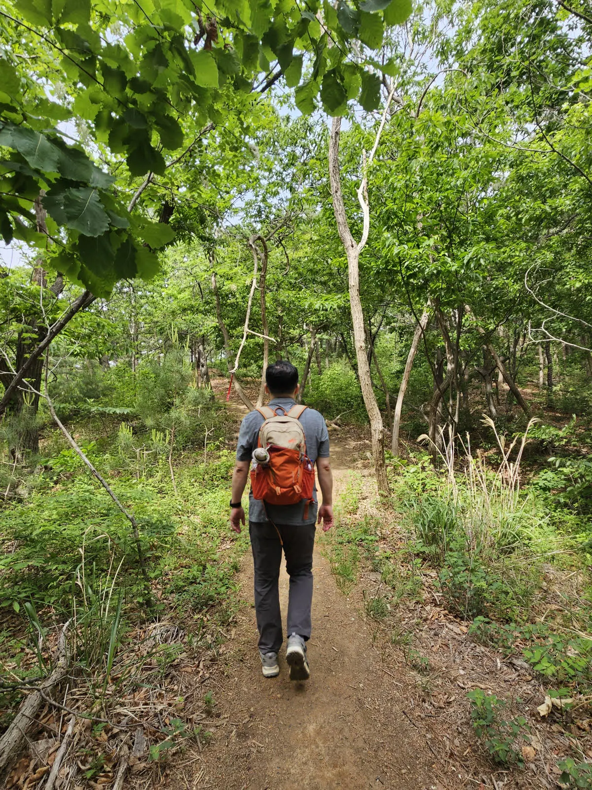 금새 완만한 걷기 좋은 숲길이 나온다