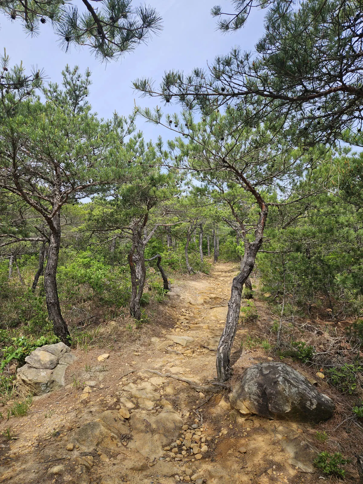 키 작은 소나무 숲길 