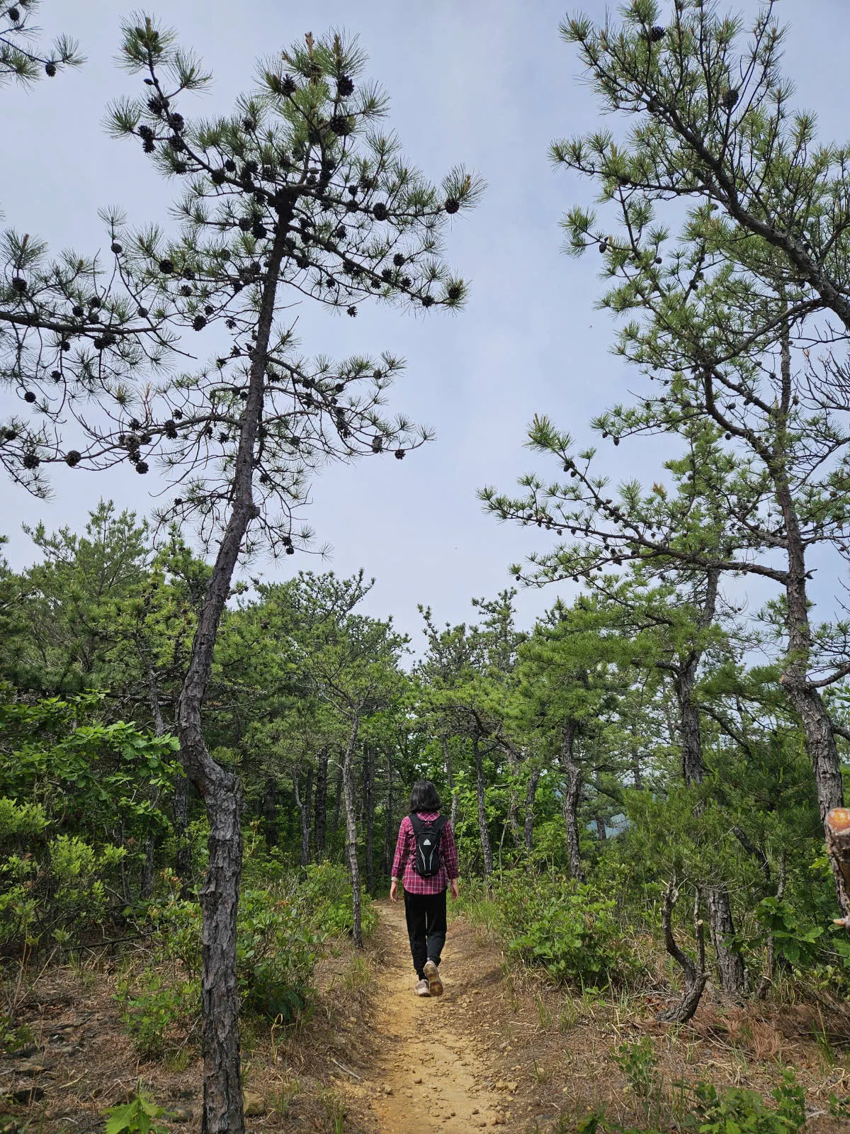 가끔은 키가 큰 소나무도 있다