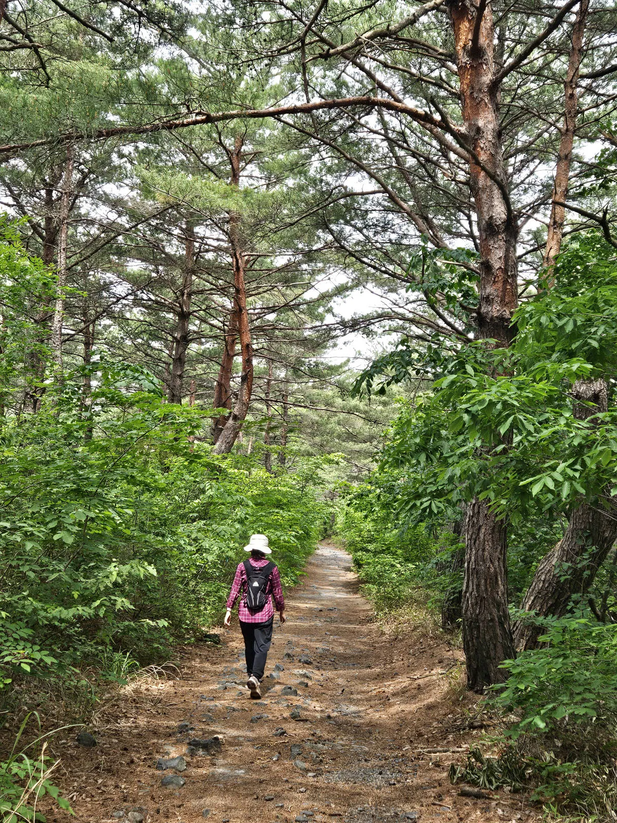 다시 키가 큰 소나무 숲을 걷는다