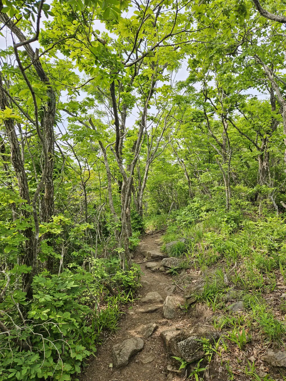 만복대 가는 길