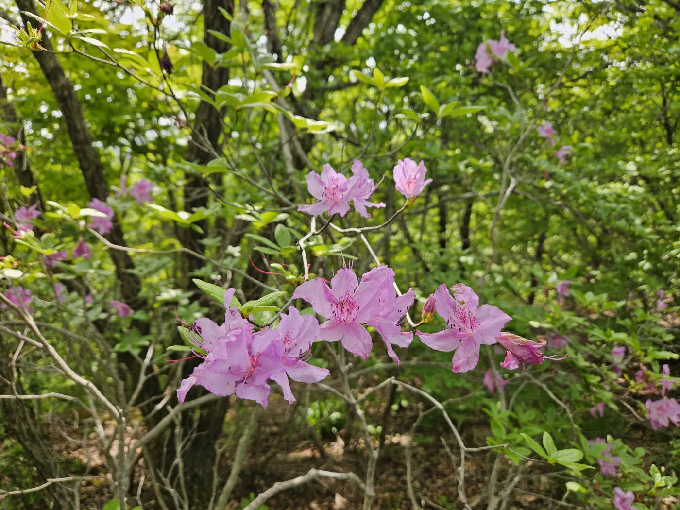 지리산 산철쭉