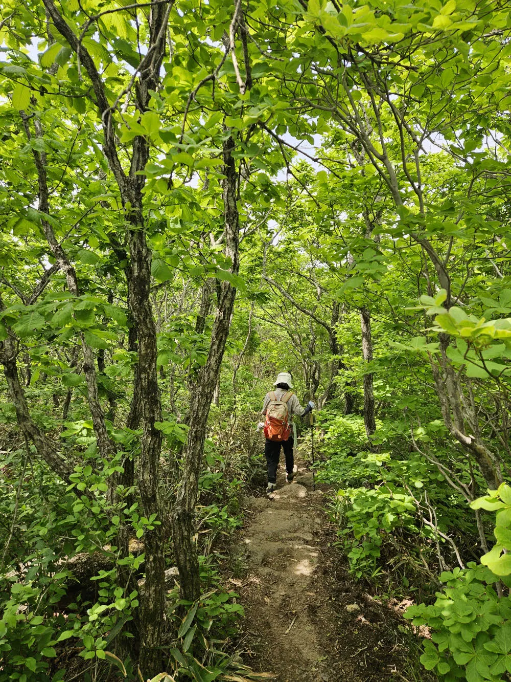 만복대에서 고리봉 가는 숲길
