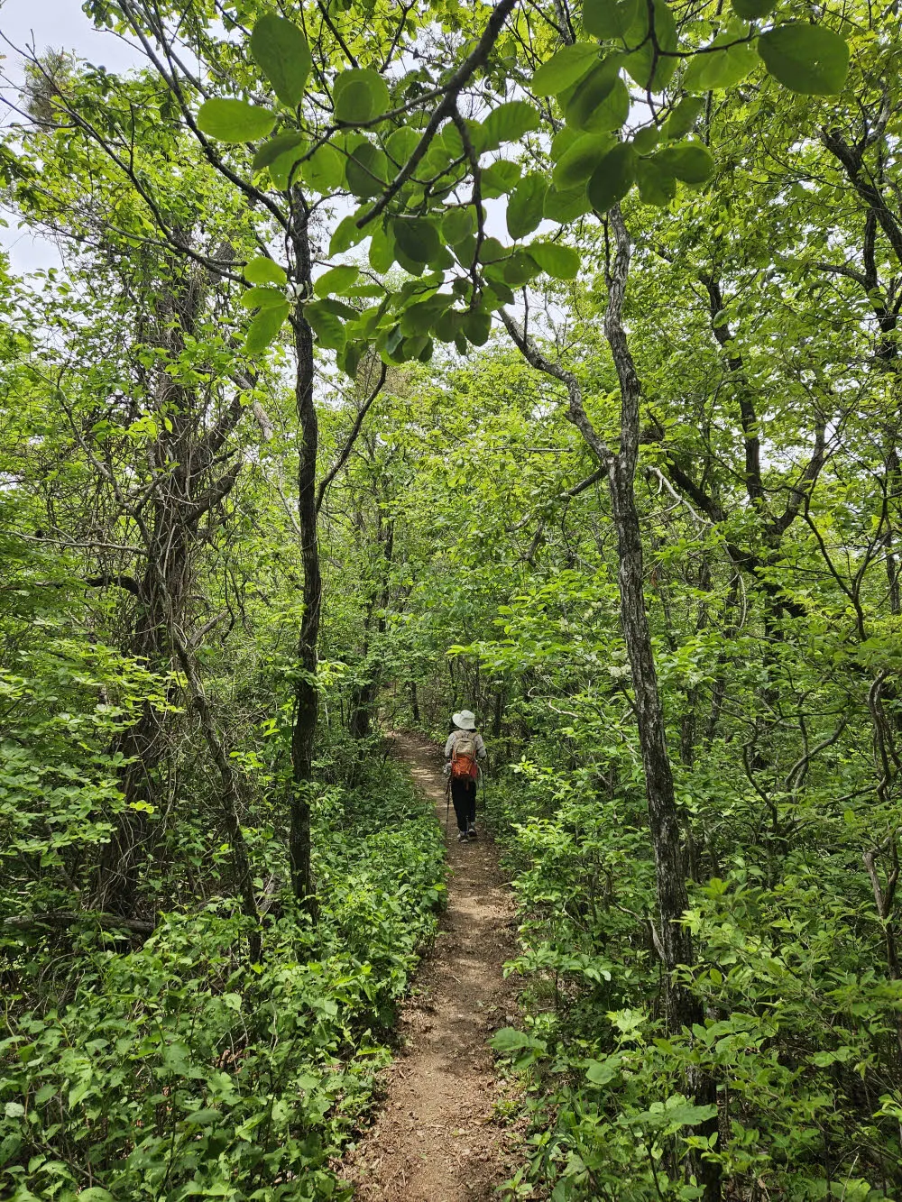 고리봉에서 성삼재로 가는 길