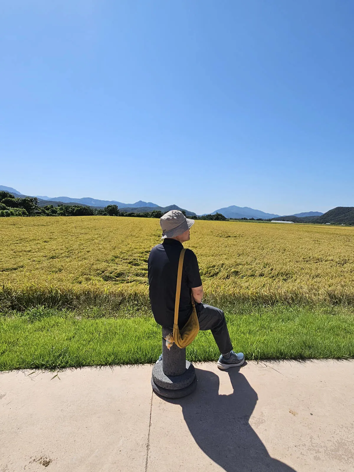 철원 오대쌀의 본고장