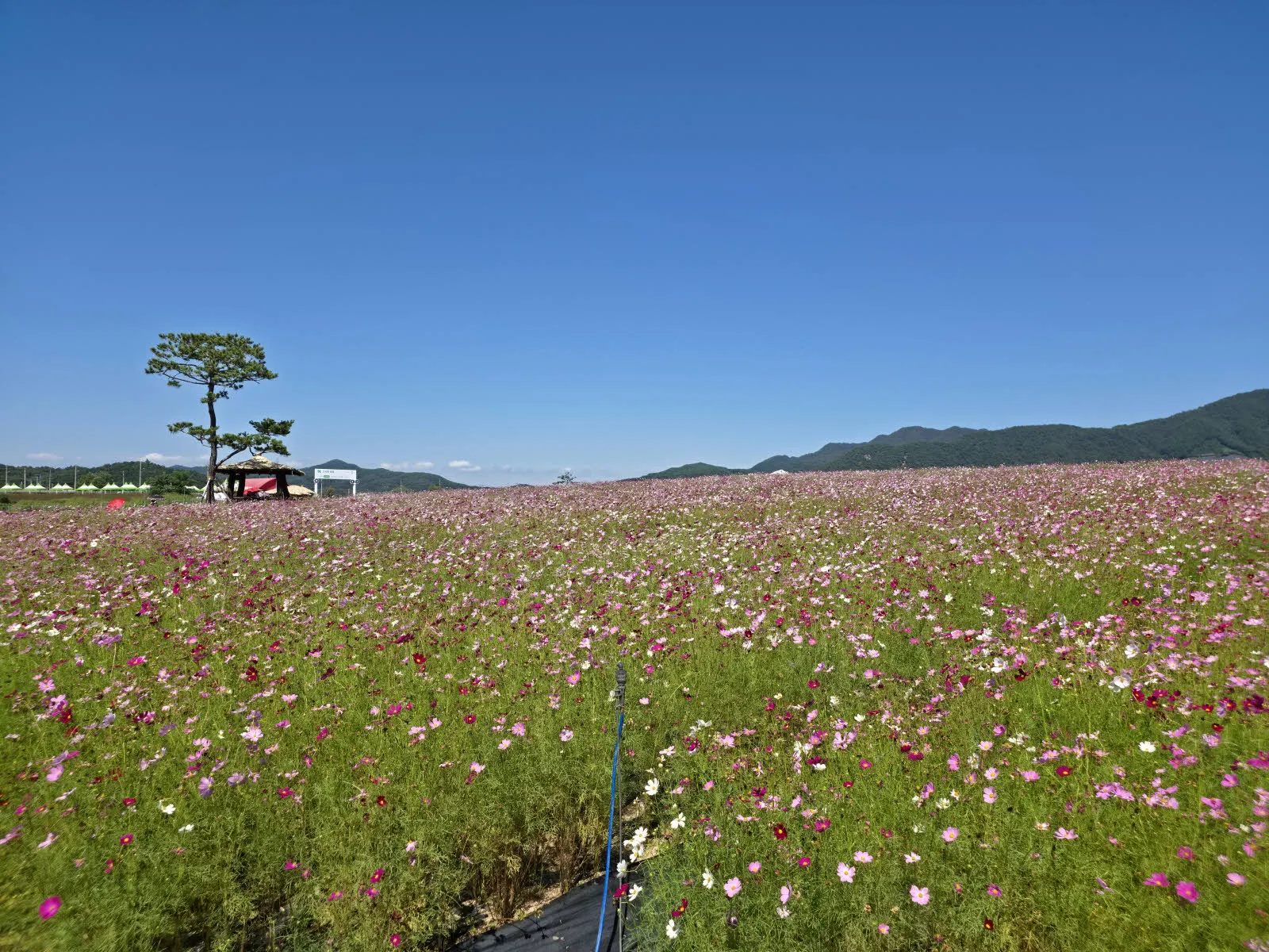 코스모스 꽃밭