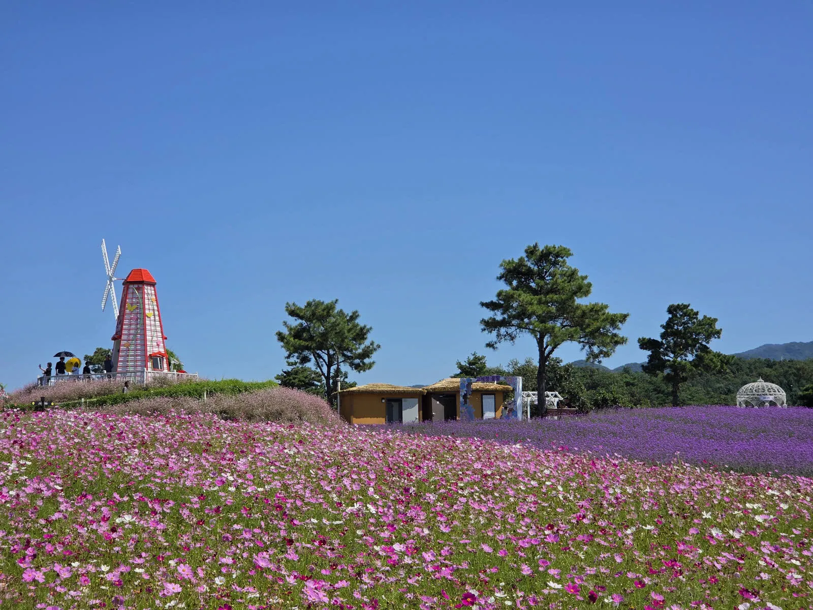 코스모스와 풍차 그리고 초가집