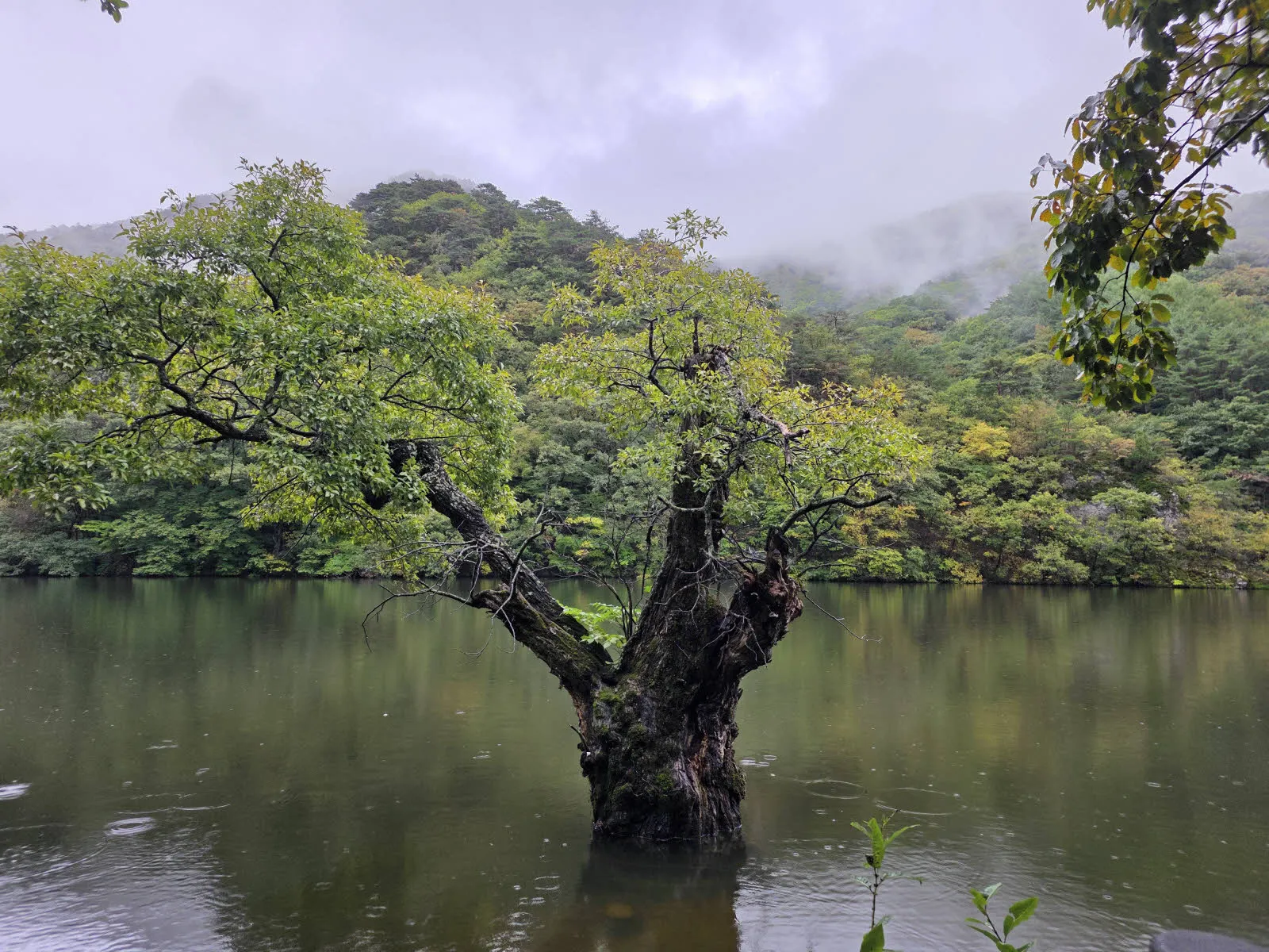 주산지 왕버드나무